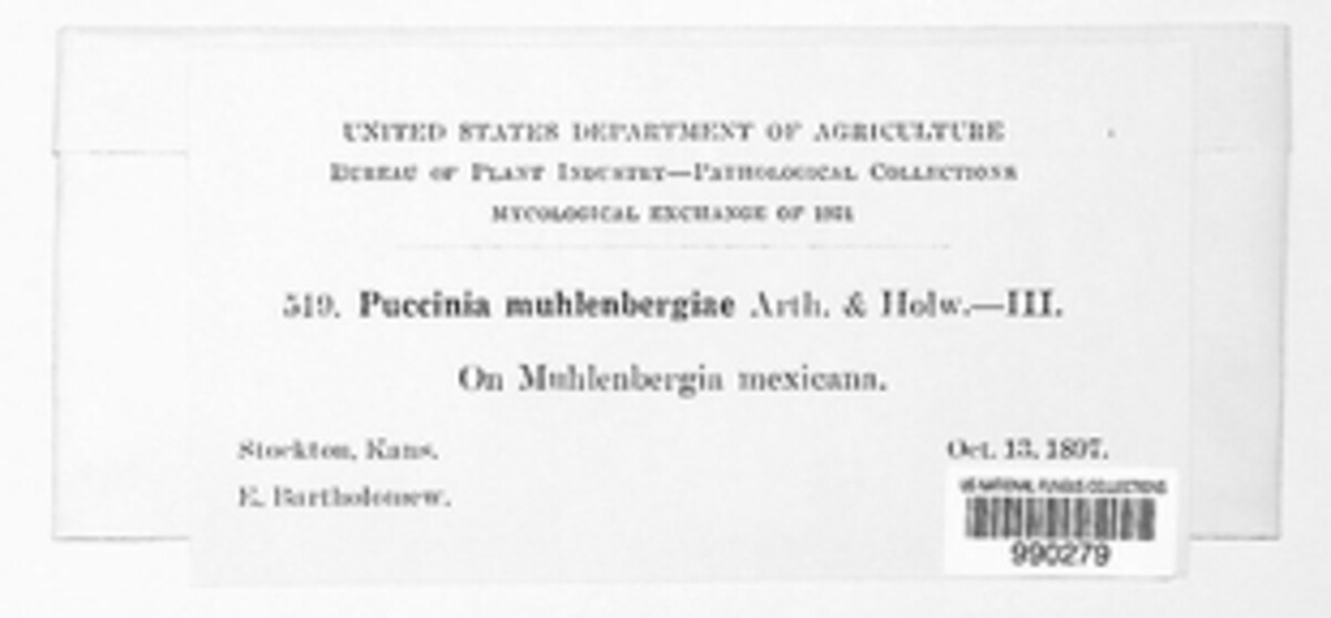 Puccinia muehlenbergiae image